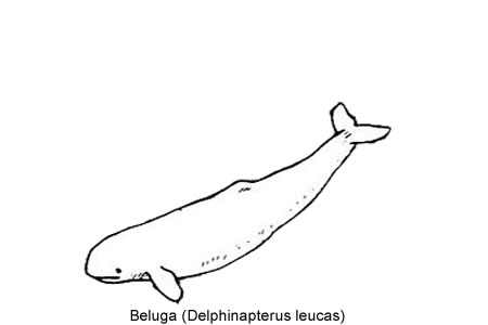 Beluga (Delphinapterus leucas)